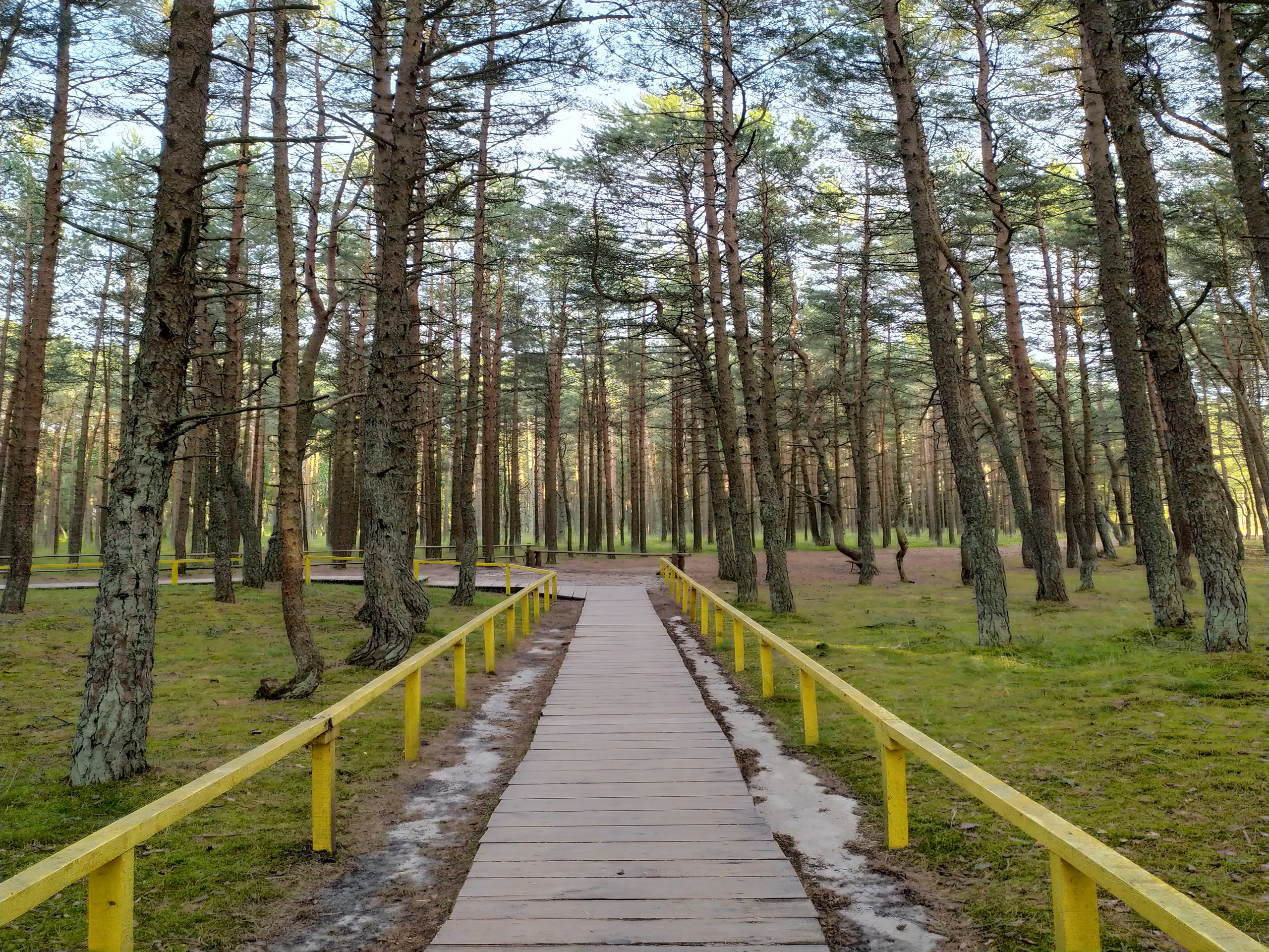 Деревянная тропа через Танцующий лес. Mike like0708. CC BY-SA 4.0
