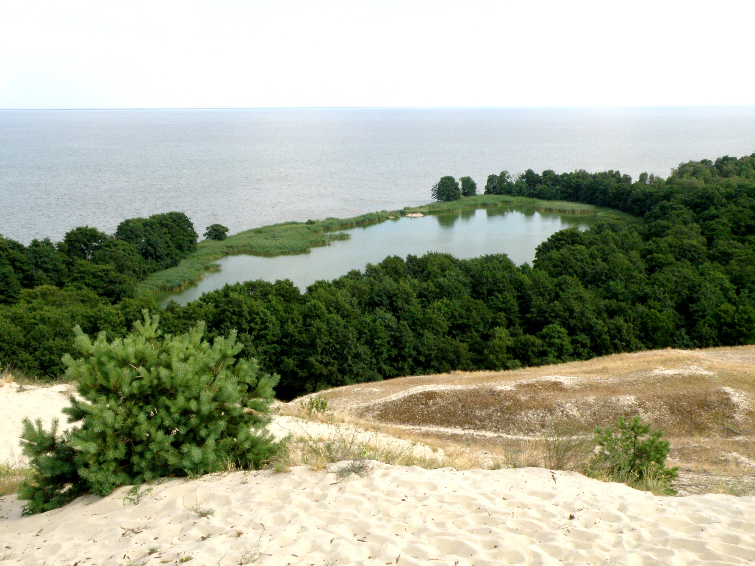 Озеро Лебедь на Куршской косе. Юлия Антонова. CC BY-SA 4.0
