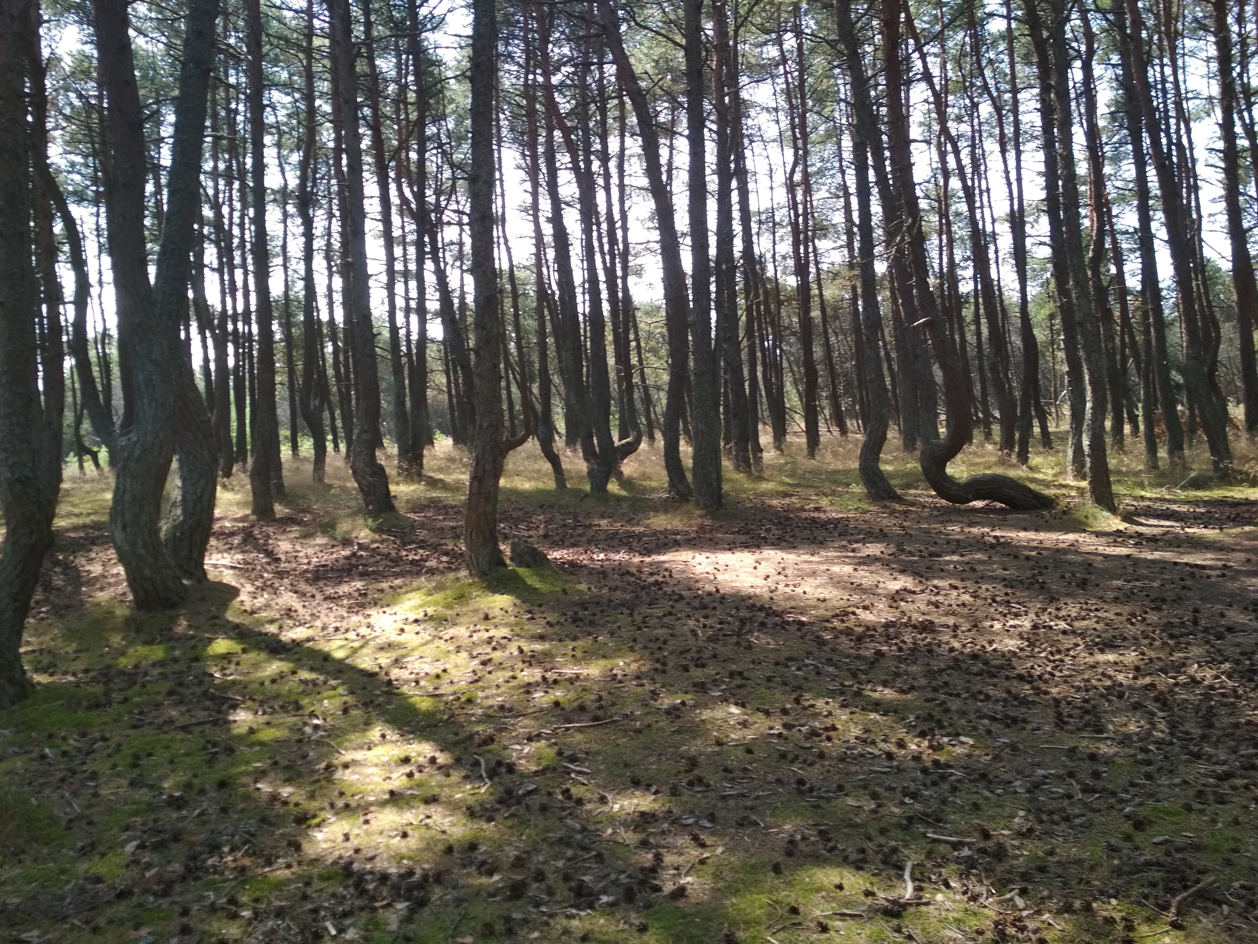 Сосны вдоль тропы Танцующего леса. Елена Кривушина. CC BY-SA 4.0